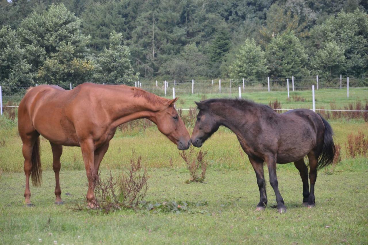 Ferien- Und Reiterparadies Vosshornerhof Neuschoo Esterno foto